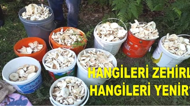 ZEHİRLİ MANTARLARA DİKKAT