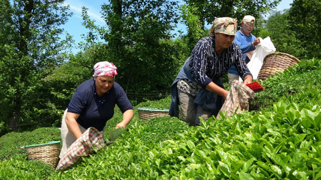 Fındık Diyarında Çay Hasadı Başladı