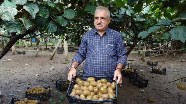 Kivi Dalında Alıcı Bekliyor