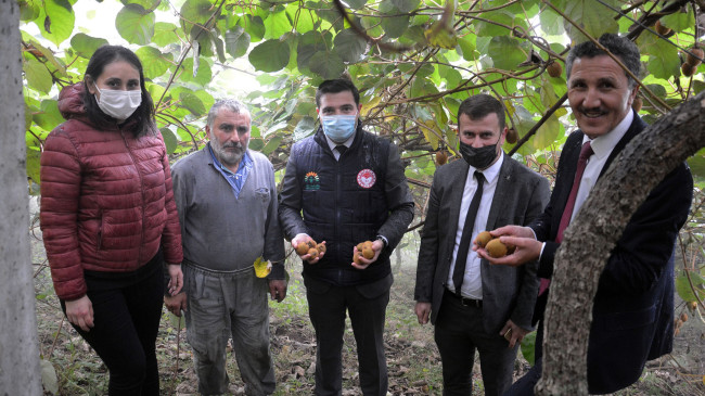 Sağanak yağış altında kivi hasadı