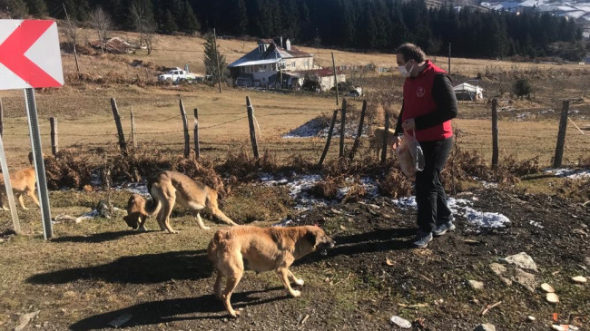 Sokak Hayvanları Unutulmadı