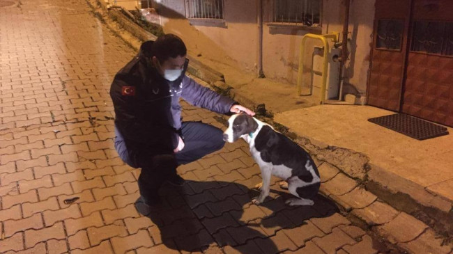 Sokakta bulunan köpeği, belediye başkanı sahiplendi