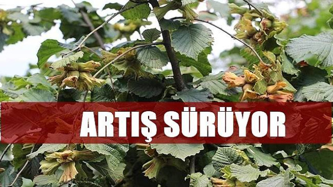 Fındık ihracatında yükseliş var