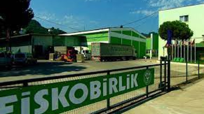 Fiskobirlik Fındık Alımına Başlıyor