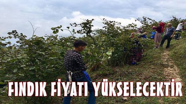 Güney: Fındık Fiyatı Yükselecektir