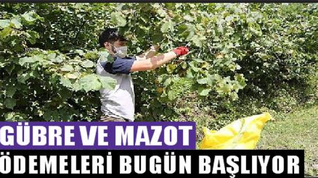 MAZOT VE GÜBRE PARALARI ÖDENMEYE BAŞLIYOR