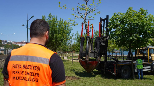 “FATSA BELEDİYESİ’NDEN AĞAÇ HASSASİYETİ”