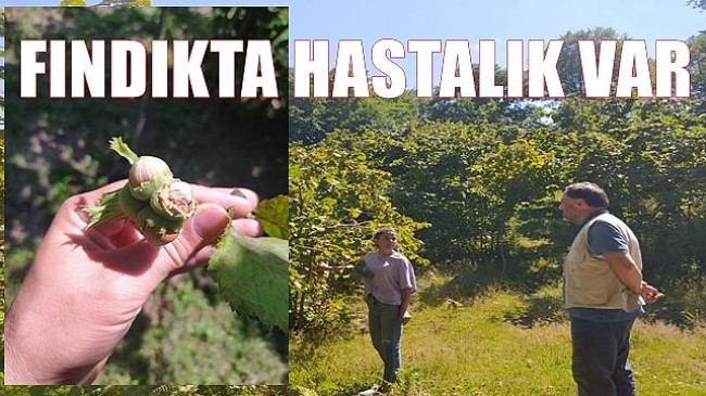 FINDIKTA HASTALIK VAR