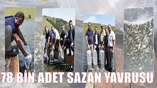 78 BİN ADET SAZAN YAVRUSU