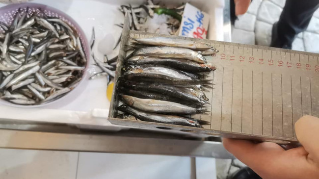 ORDU’DA BALIK TEZGÂHLARI DENETLENİYOR
