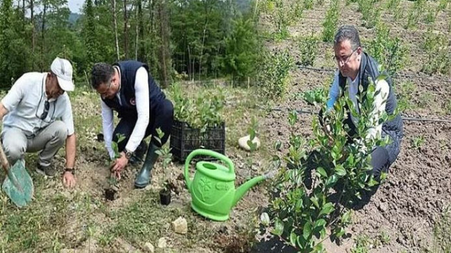 Aronya Üretimi 60 Dekarın Üzerine Çıktı