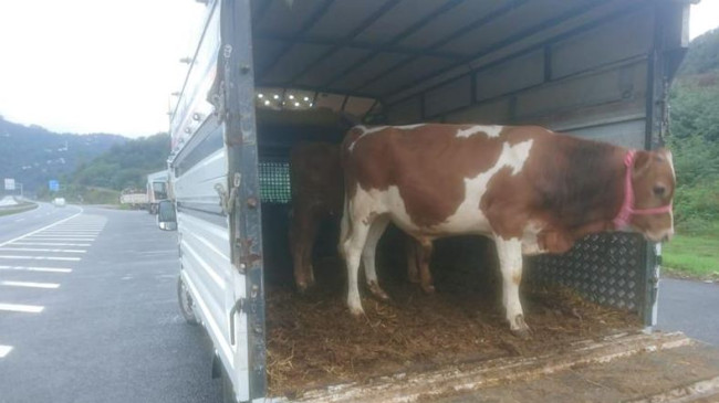 Ordu’da Hayvan Hareketlerine Sıkı Kontrol