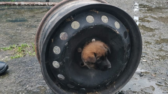 AFACAN KÖPEK BAŞINI JANTA SIKIŞTIRDI