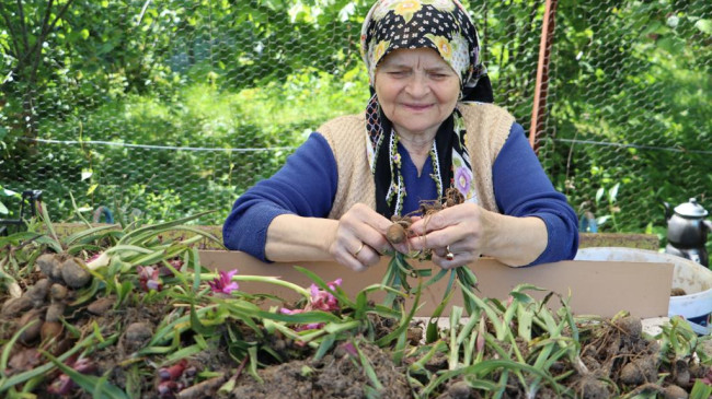 SALEP HASADI BAŞLADI