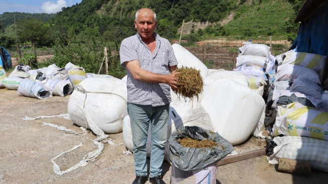 FINDIK BAHÇELERİ KABA YEM EKİM ALANINA DÖNÜŞTÜ